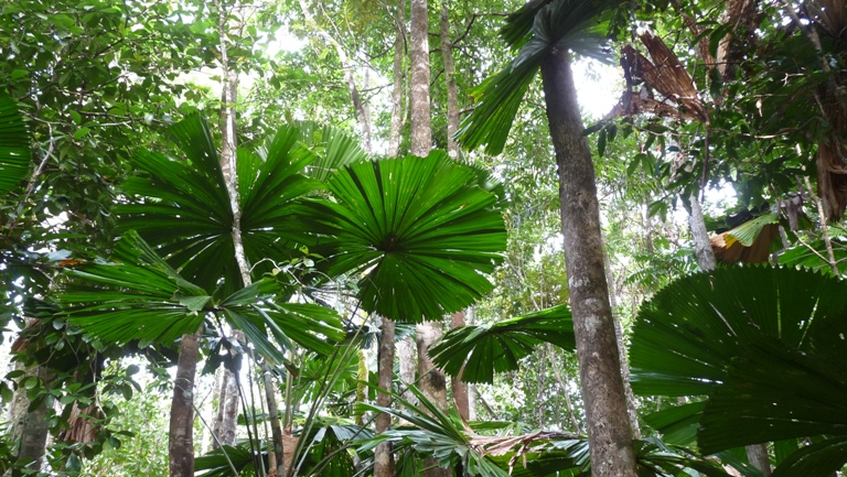 Rainforest Boardwalk